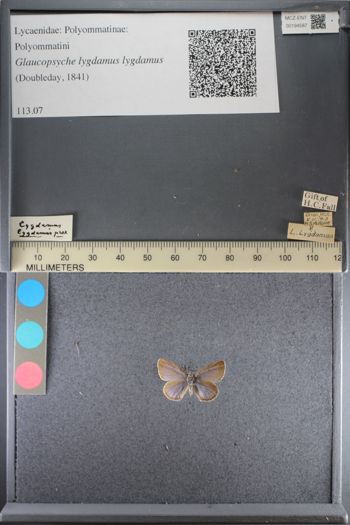Media type: image;   Entomology 194587